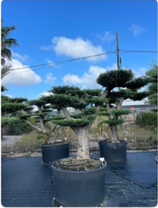 ΕΛΙΕΣ BONSAI 7