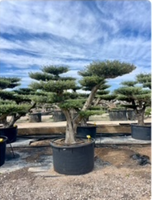 ΕΛΙΕΣ BONSAI 16