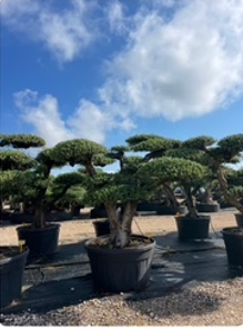 ΕΛΙΕΣ BONSAI 8
