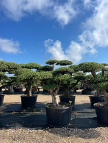 ΕΛΙΕΣ BONSAI 9