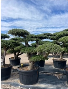 ΕΛΙΕΣ BONSAI 10