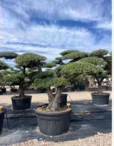 ΕΛΙΕΣ BONSAI 11