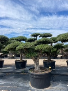 ΕΛΙΕΣ BONSAI 12