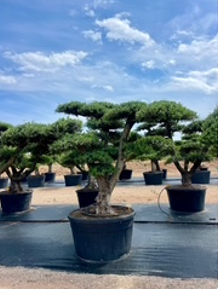 ΕΛΙΕΣ BONSAI 13