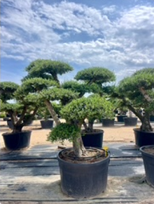 ΕΛΙΕΣ BONSAI 14