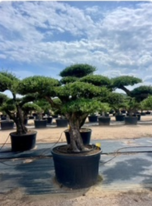ΕΛΙΕΣ BONSAI 15