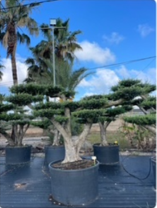 ΕΛΙΕΣ BONSAI 17