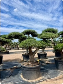 ΕΛΙΕΣ BONSAI 18
