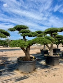 ΕΛΙΕΣ BONSAI 19