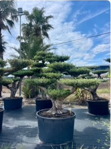 ΕΛΙΕΣ BONSAI 20
