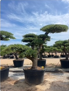 ΕΛΙΕΣ BONSAI 21