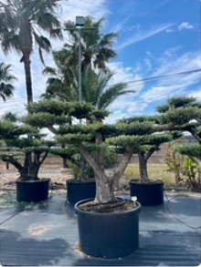 ΕΛΙΕΣ BONSAI 22