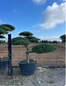 ΕΛΙΕΣ BONSAI 1