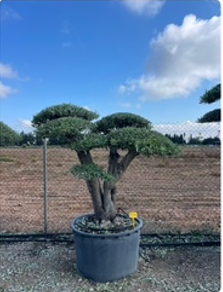 ΕΛΙΕΣ BONSAI 2