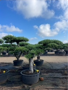 ΕΛΙΕΣ BONSAI 3