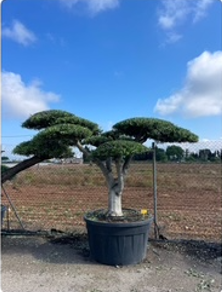 ΕΛΙΕΣ BONSAI 4