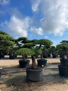 ΕΛΙΕΣ BONSAI 5
