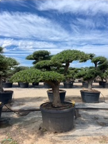 ΕΛΙΕΣ BONSAI 6